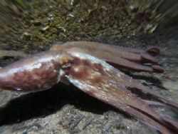 Octopus hunting.
This picture has been taken with an Oly... by Estelle Et Nicolas Pogrebniak 